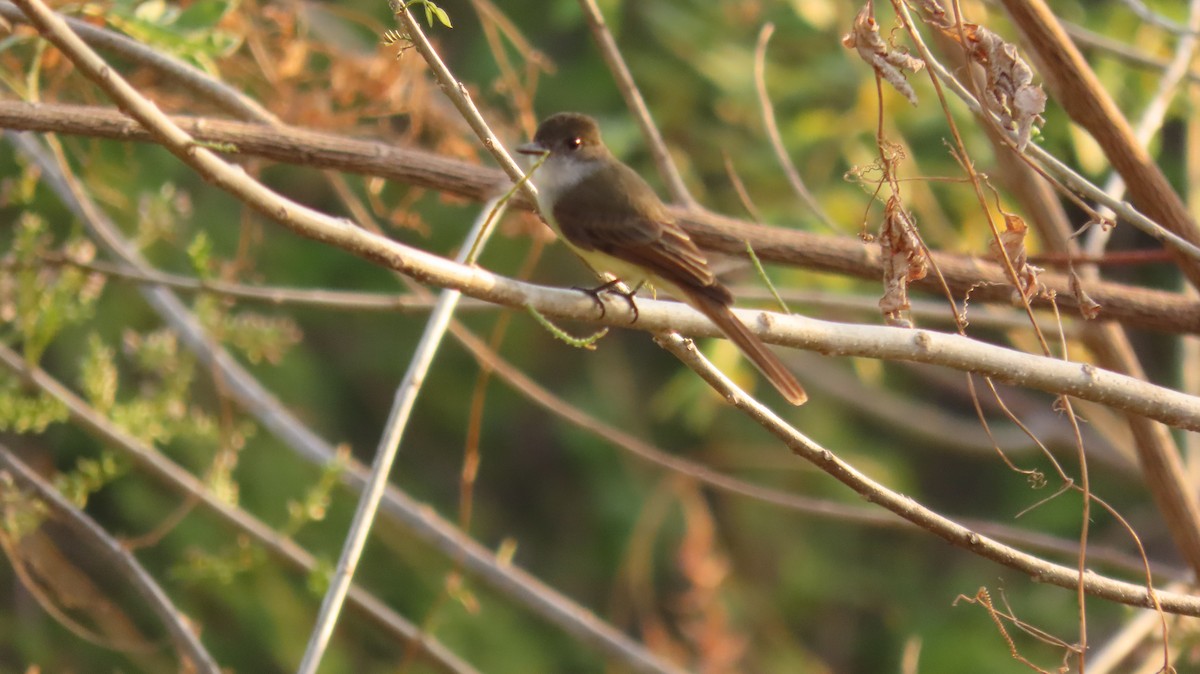 Dusky-capped Flycatcher - Oliver  Komar