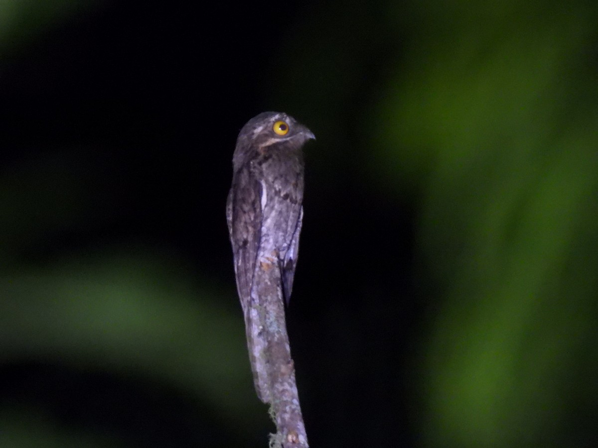 Common Potoo - ML614077706