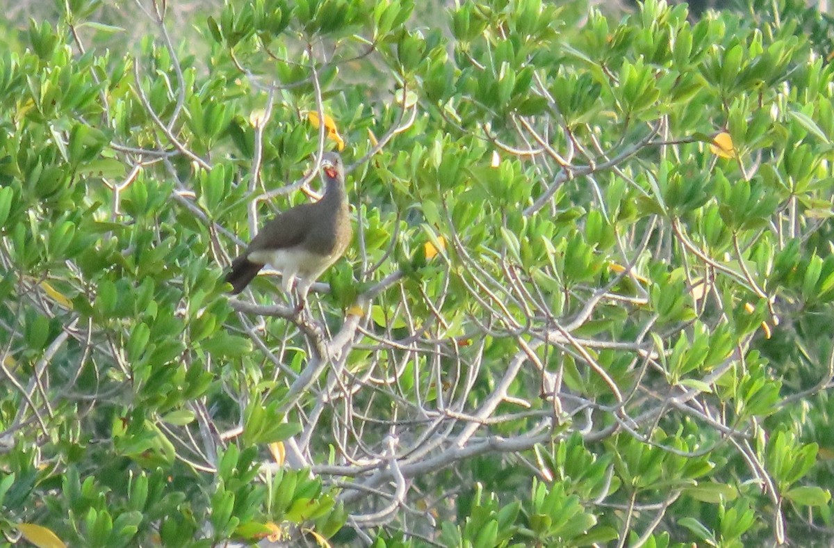 White-bellied Chachalaca - ML614077719