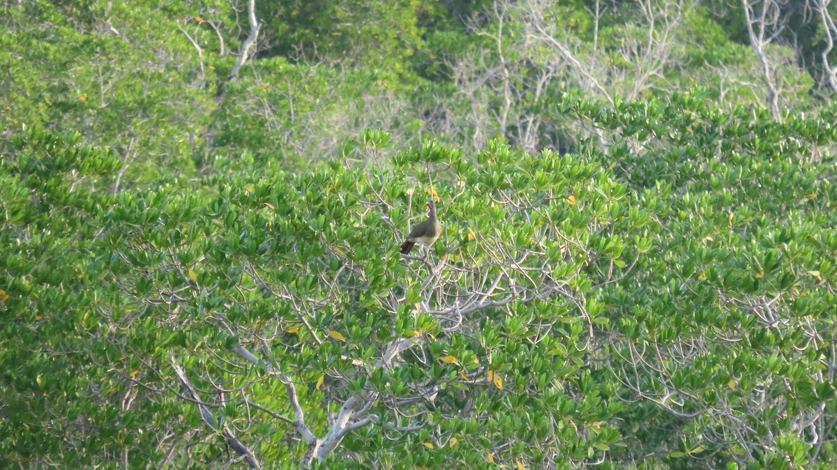 Chachalaca Ventriblanca - ML614077720