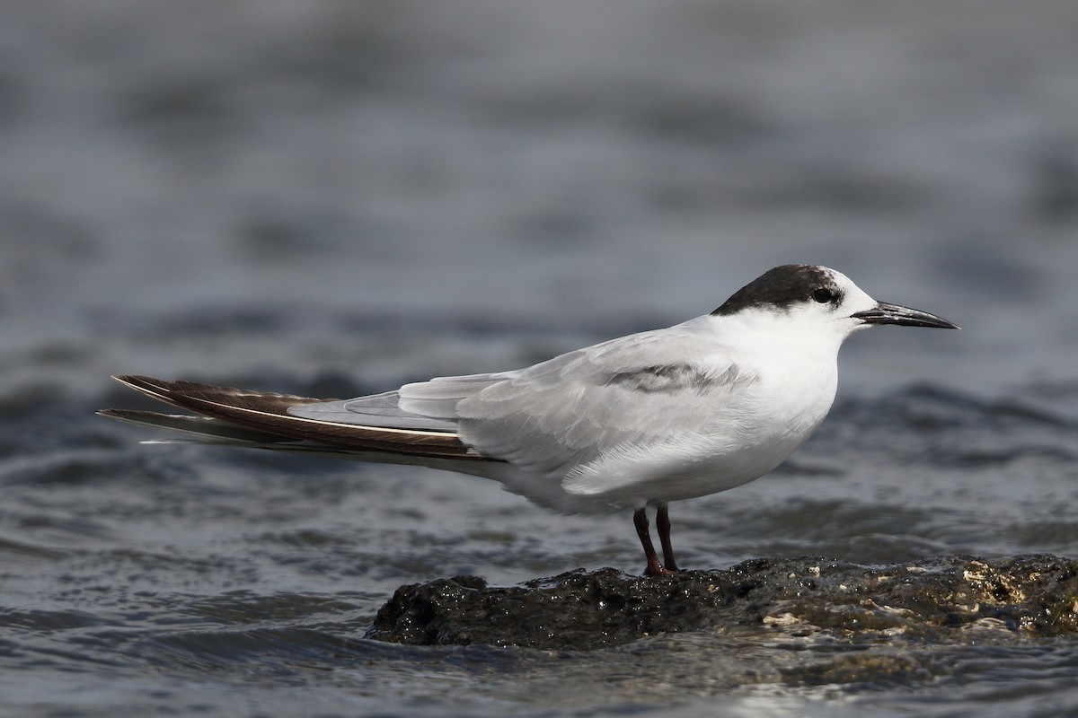 Common Tern - ML614077786