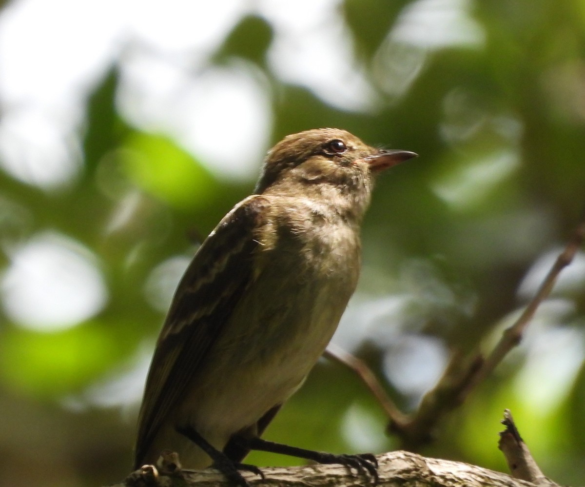 Caribbean Elaenia - Jose Fernando Sanchez O.