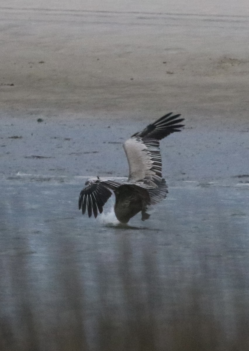 Brown Pelican - Carla Morris