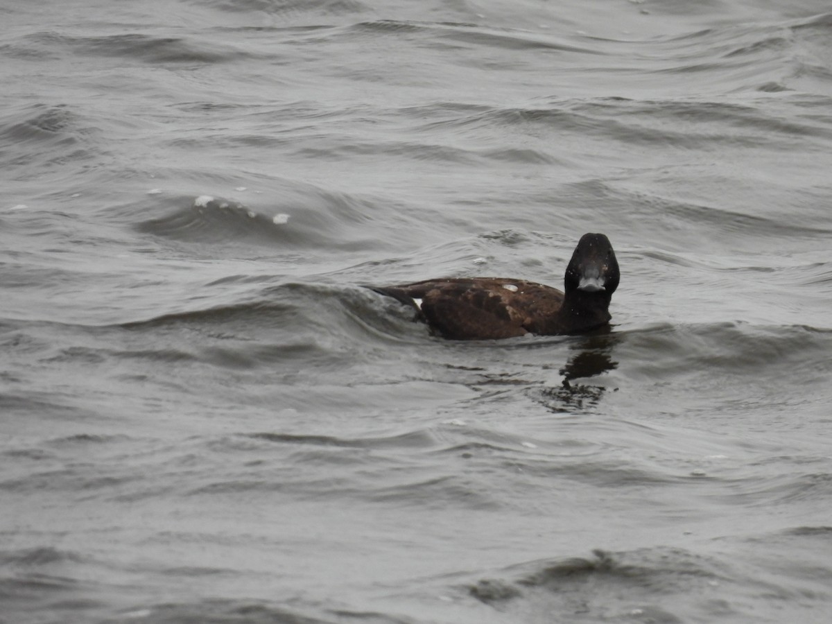 White-winged Scoter - ML614077858