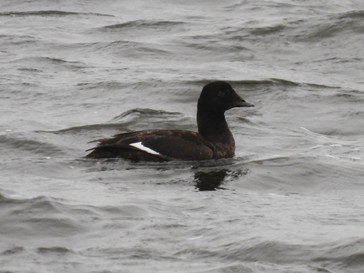 White-winged Scoter - ML614077860