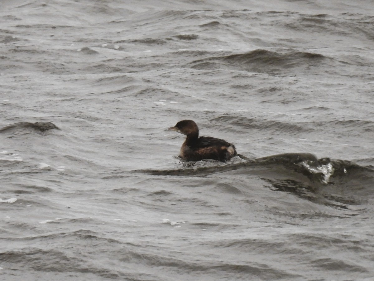 Pied-billed Grebe - ML614077870