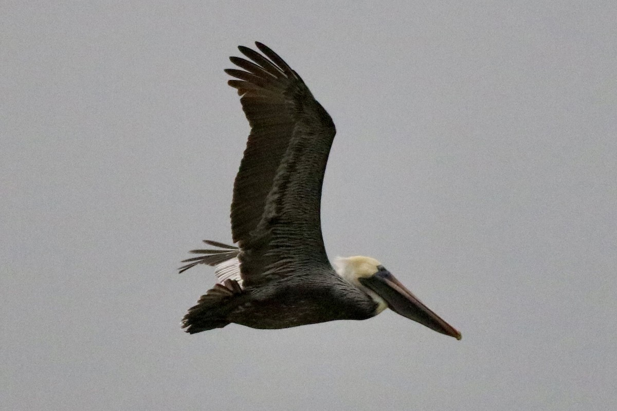 Brown Pelican - Carla Morris