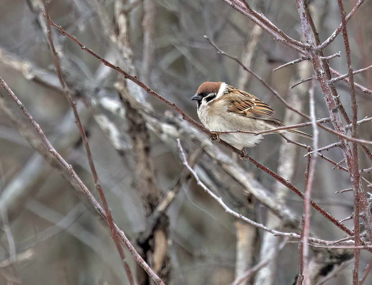 Eurasian Tree Sparrow - ML614077928