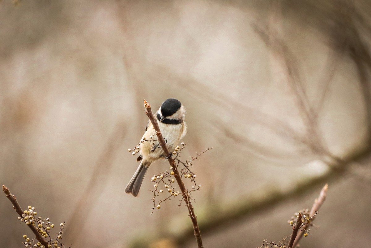 Carolina Chickadee - Cullen Brown