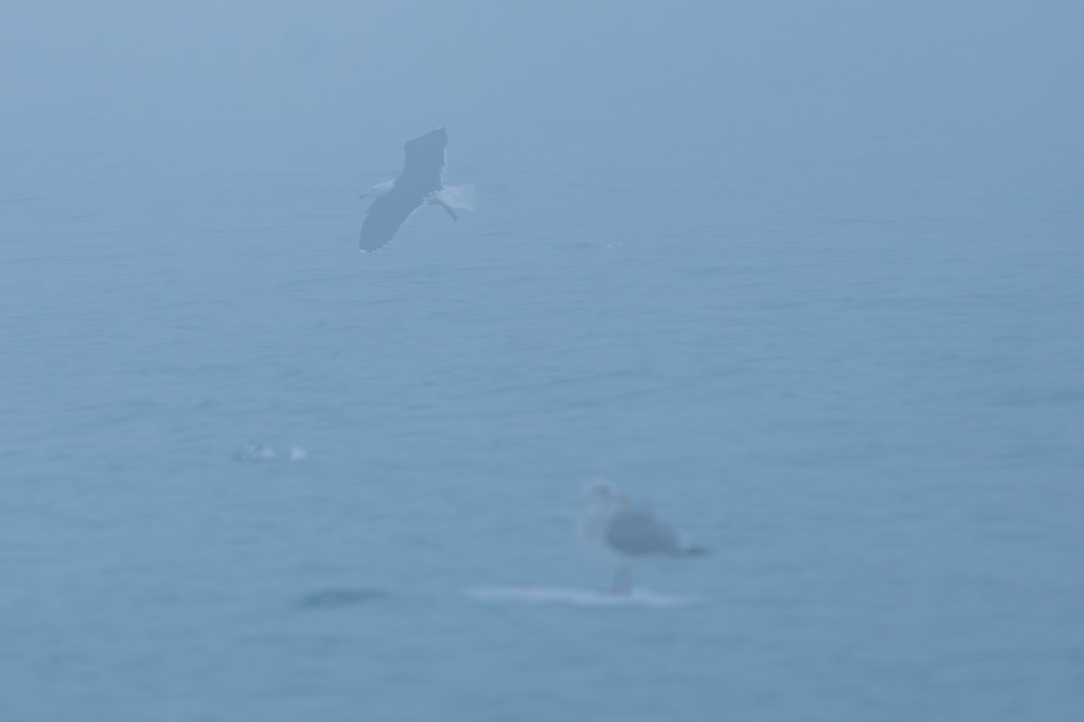 Great Black-backed Gull - Phillip Stosberg