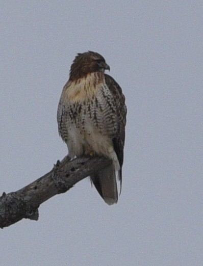 Red-tailed Hawk - ML614078017