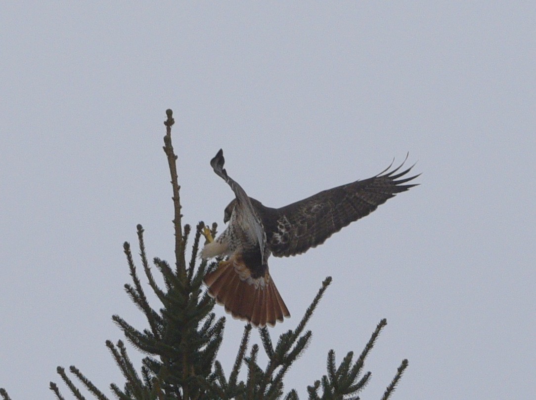 Red-tailed Hawk - ML614078020