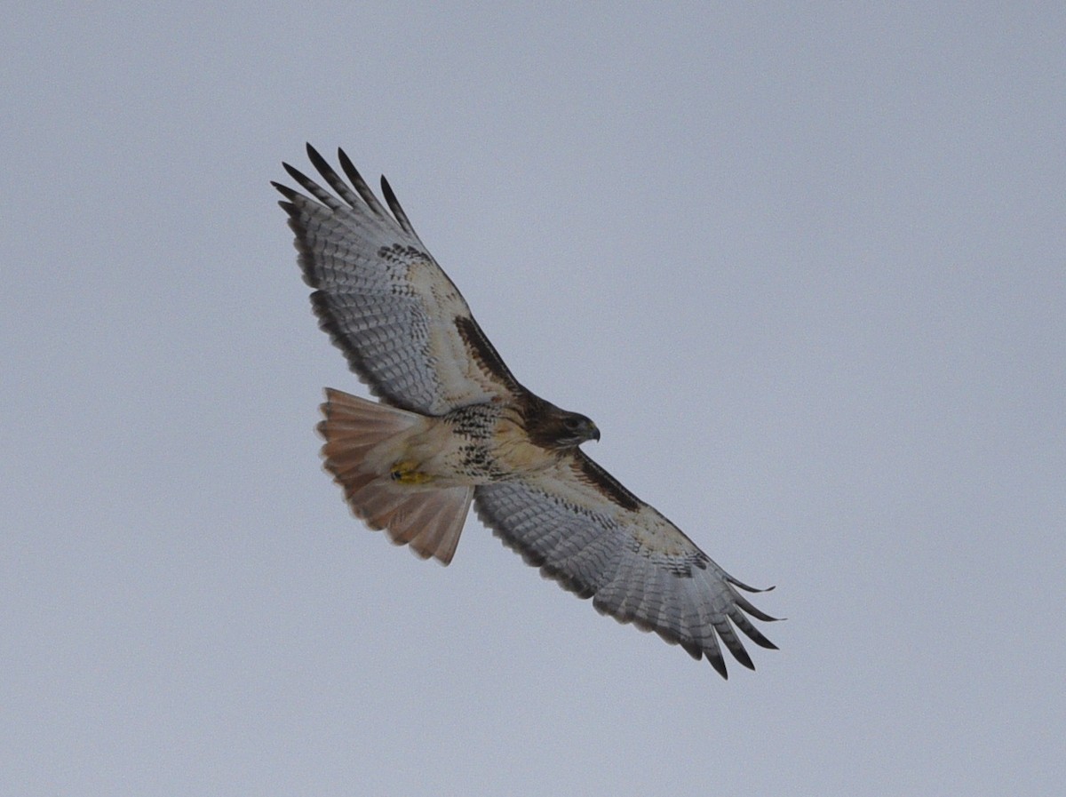 Red-tailed Hawk - ML614078022