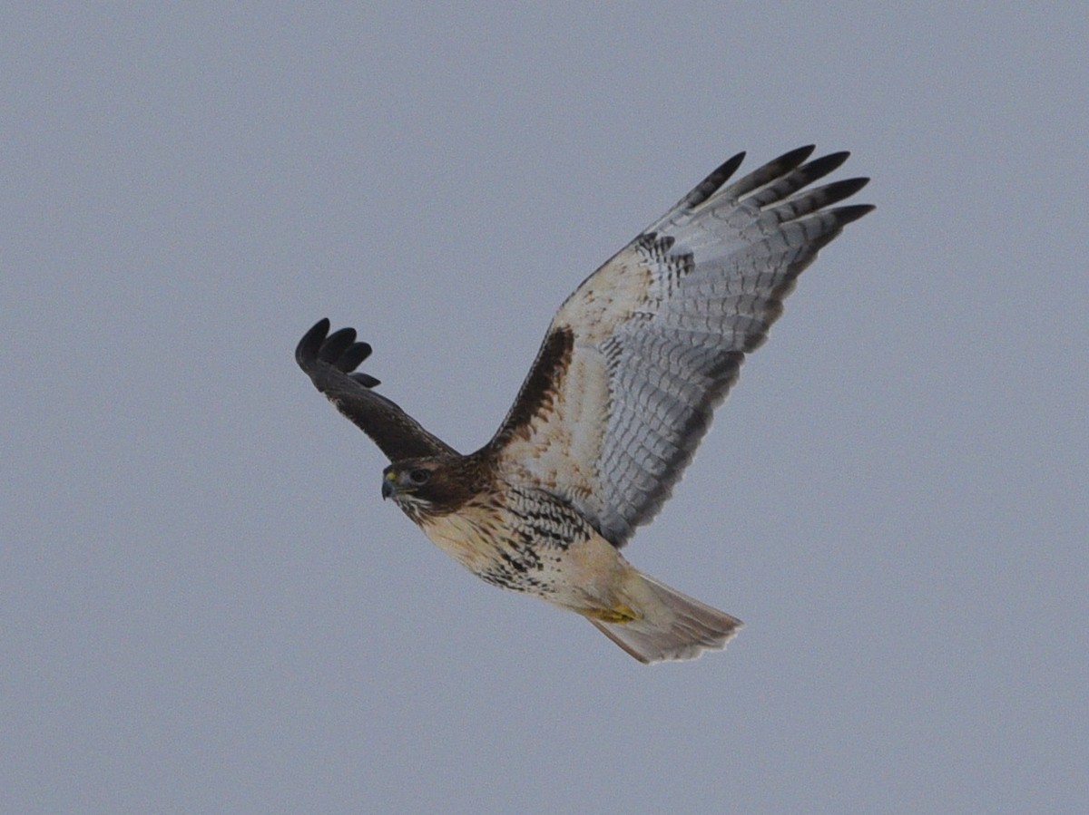Red-tailed Hawk - ML614078023