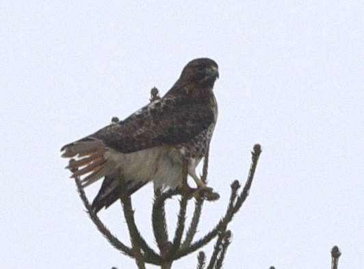 Red-tailed Hawk - ML614078035