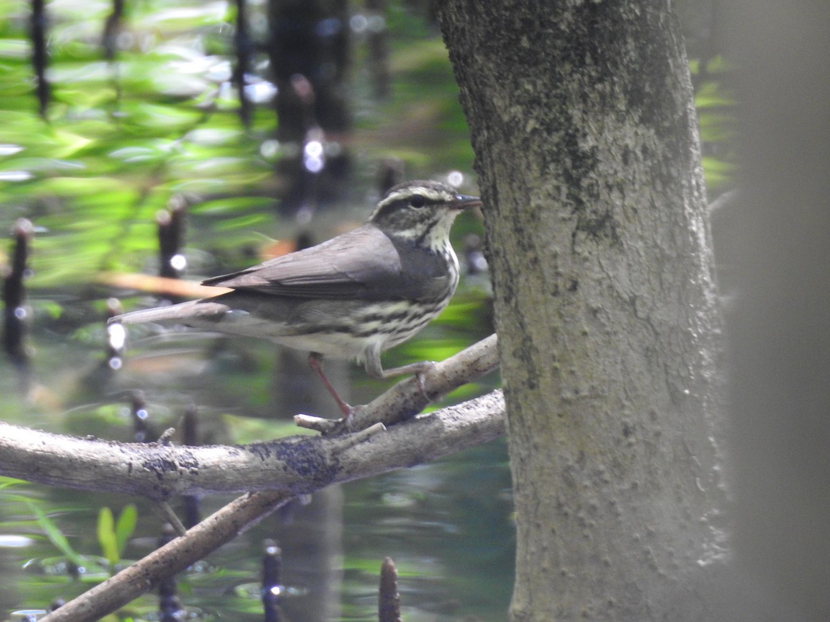 Louisiana Waterthrush - ML614078107