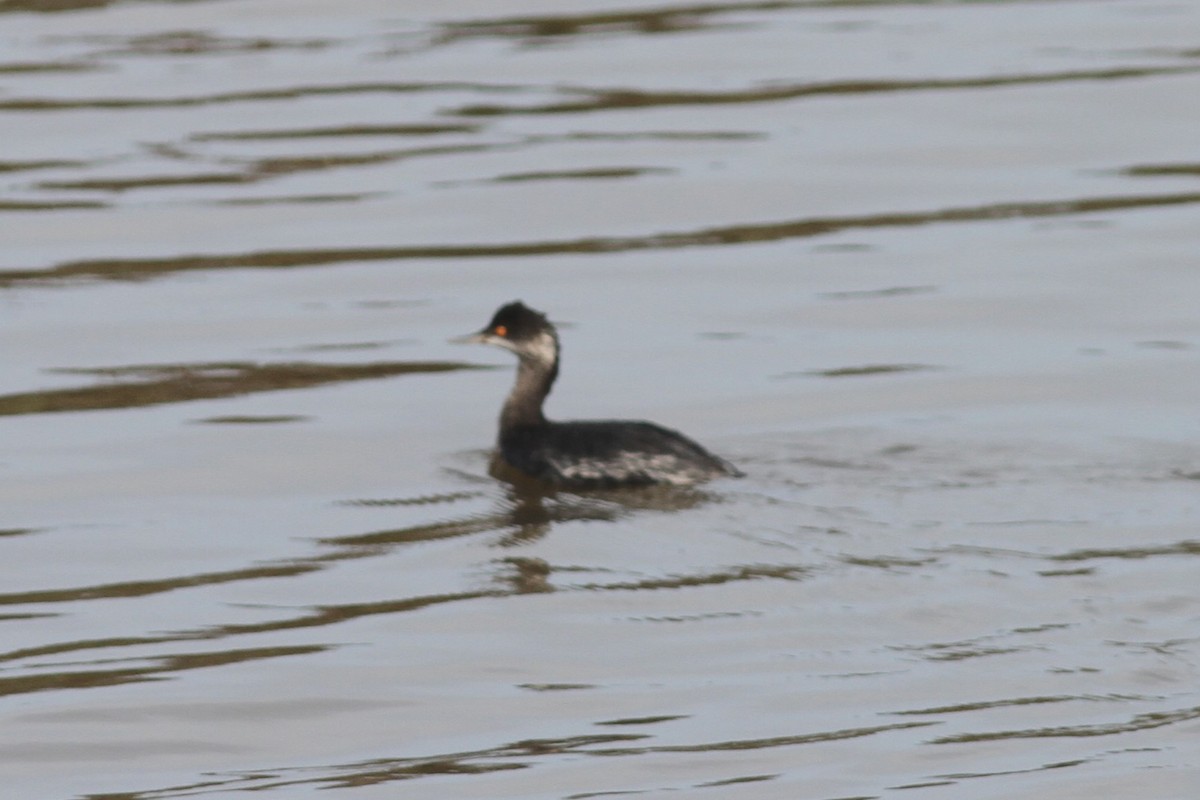 Eared Grebe - ML614078124