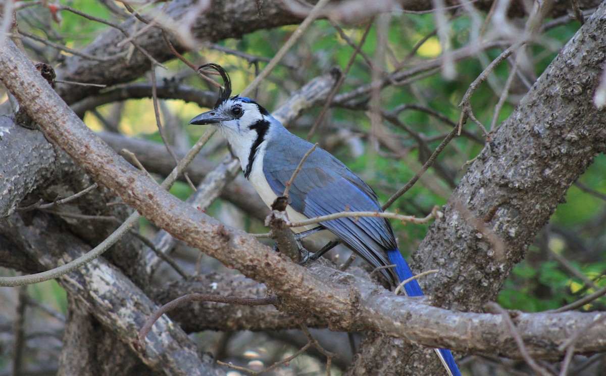 White-throated Magpie-Jay - ML614078230