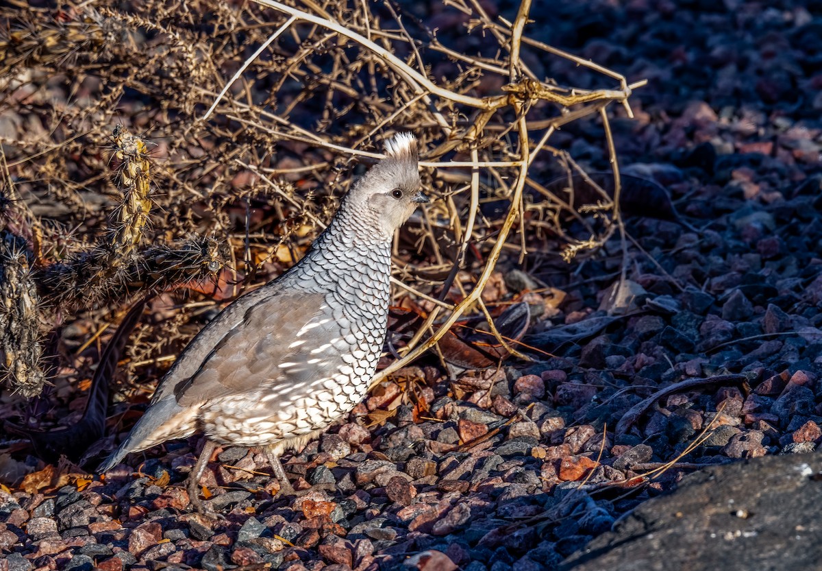 Scaled Quail - ML614078245