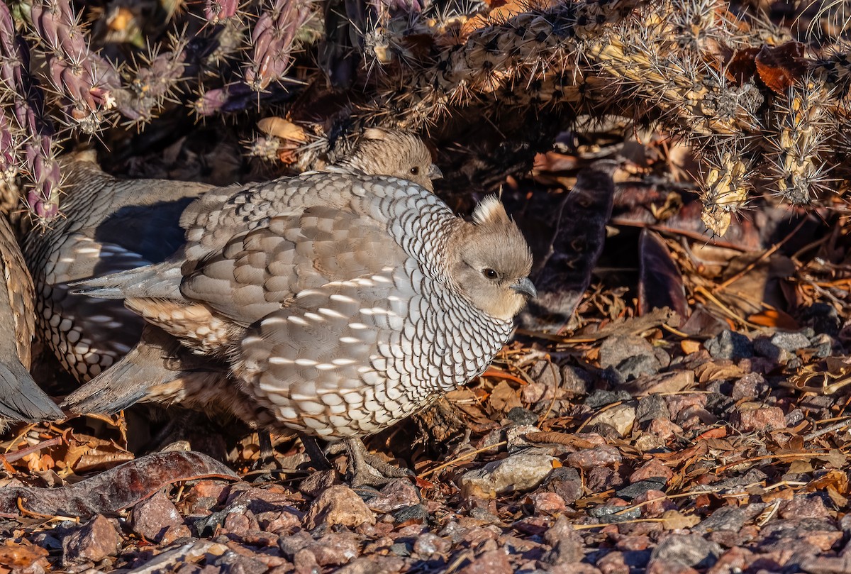 Scaled Quail - ML614078246