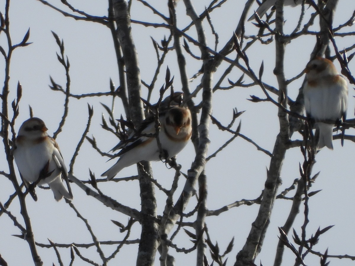 Snow Bunting - ML614078259