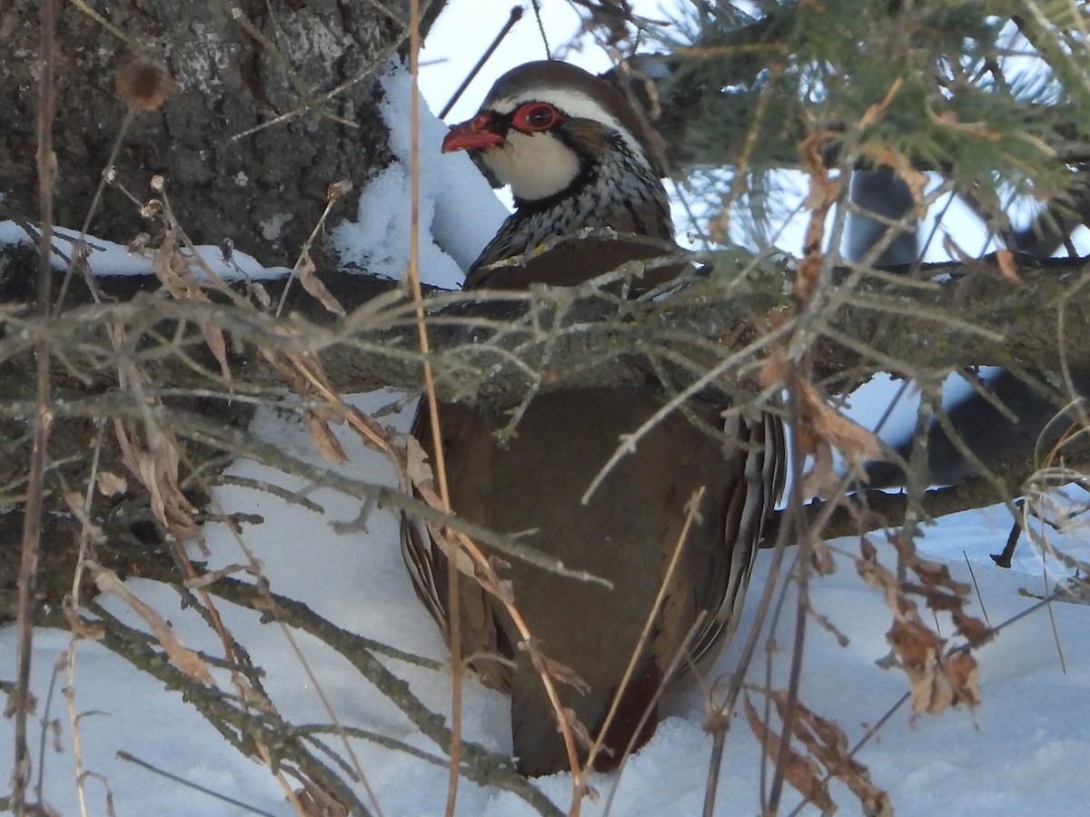 Red-legged Partridge - ML614078281