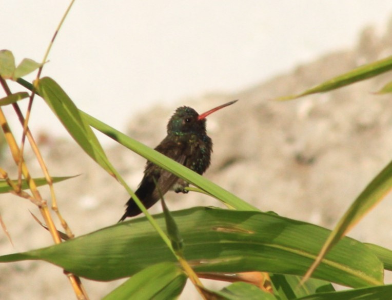 Turquoise-crowned Hummingbird - ML614078282