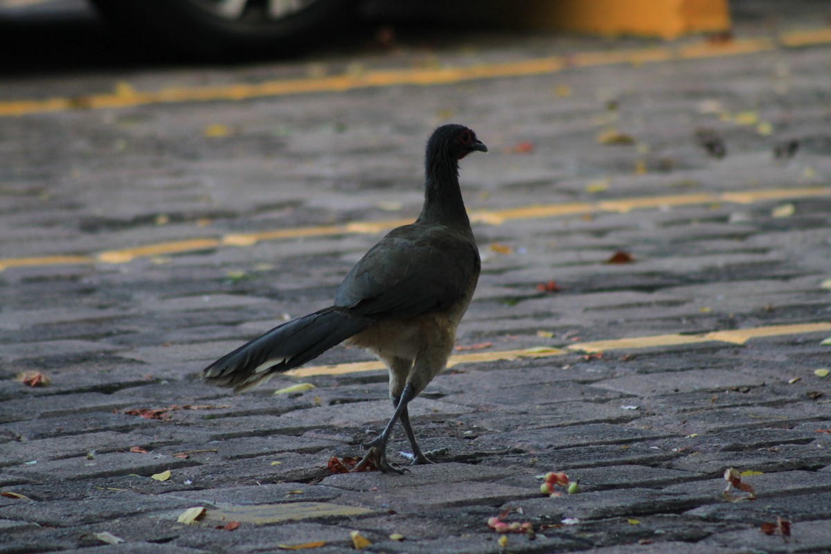 West Mexican Chachalaca - ML614078297