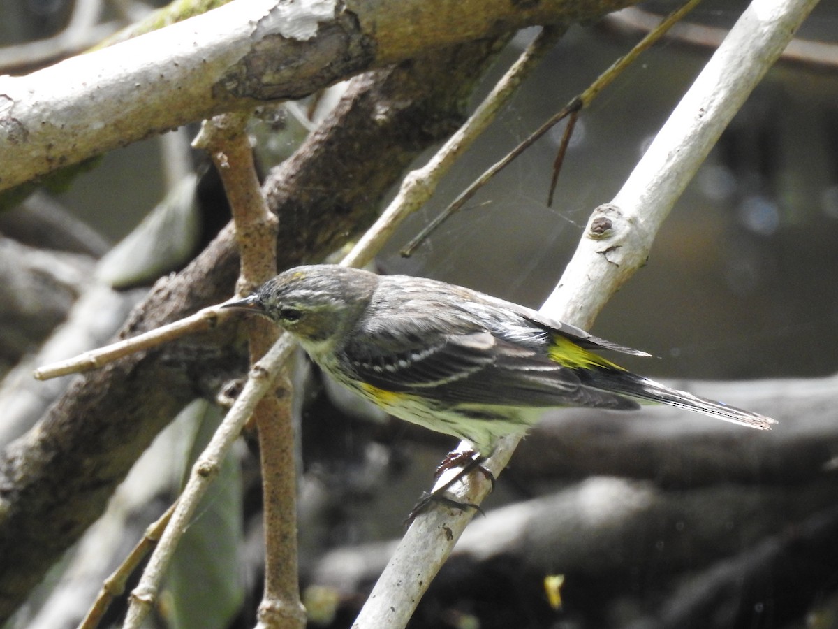 myrteparula - ML614078301