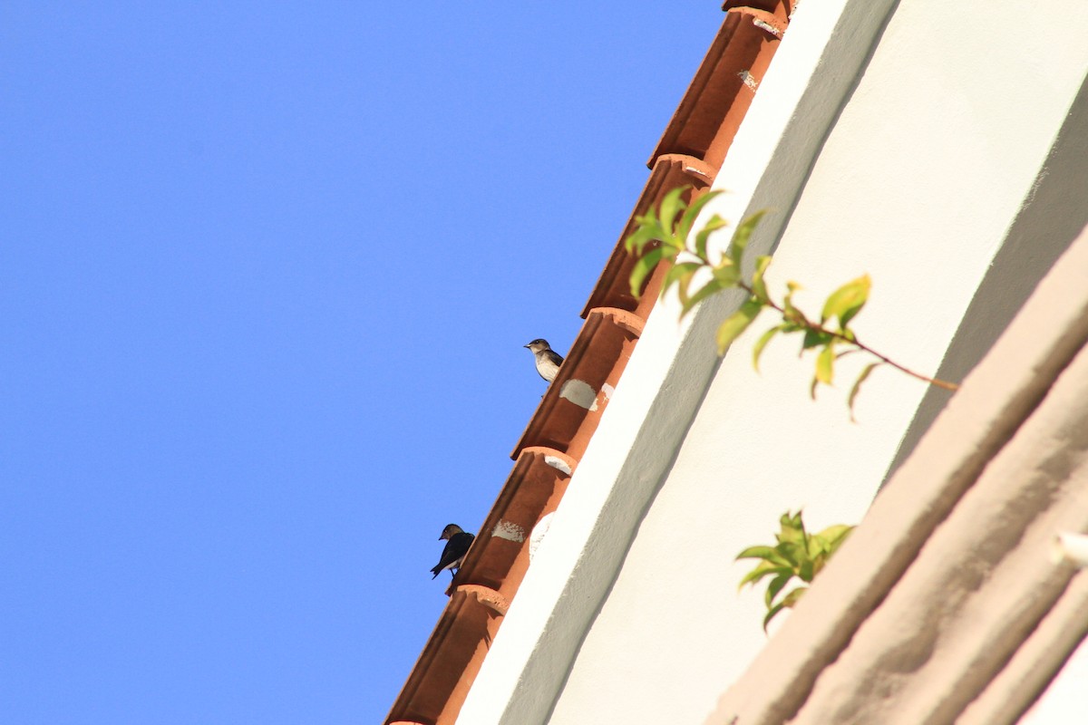 Northern Rough-winged Swallow - ML614078316