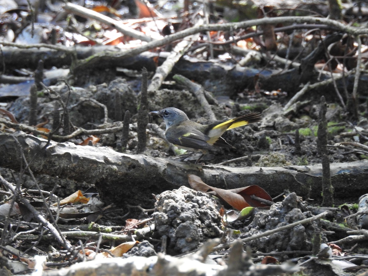 American Redstart - ML614078339