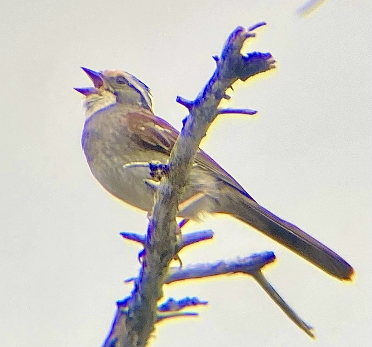 White-throated Sparrow - Adrien C
