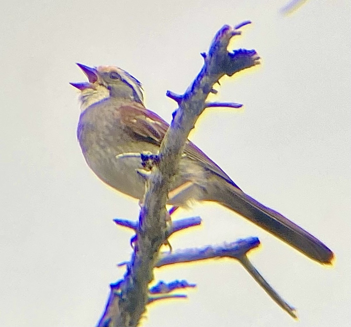 White-throated Sparrow - ML614078385