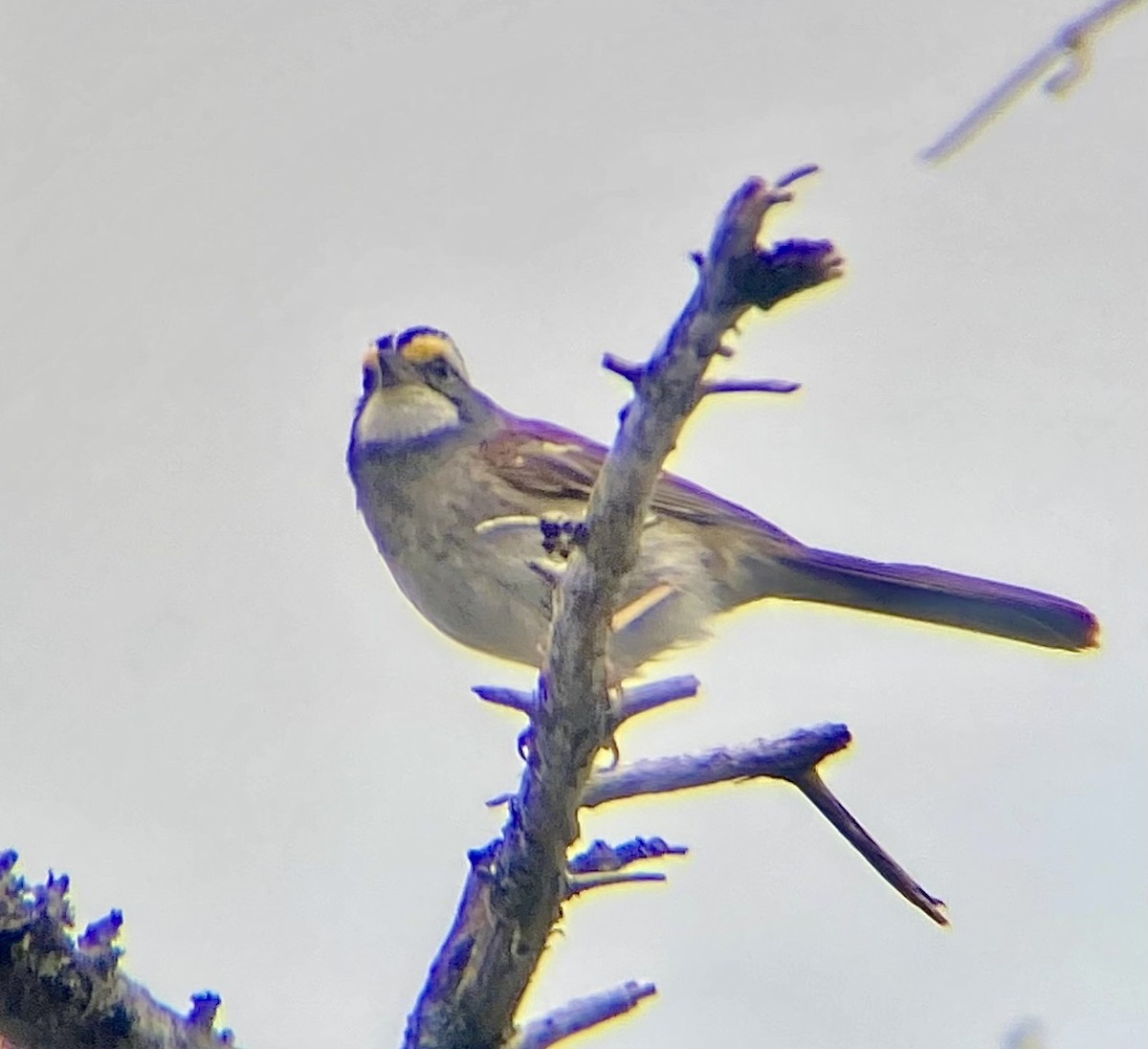 White-throated Sparrow - Adrien C