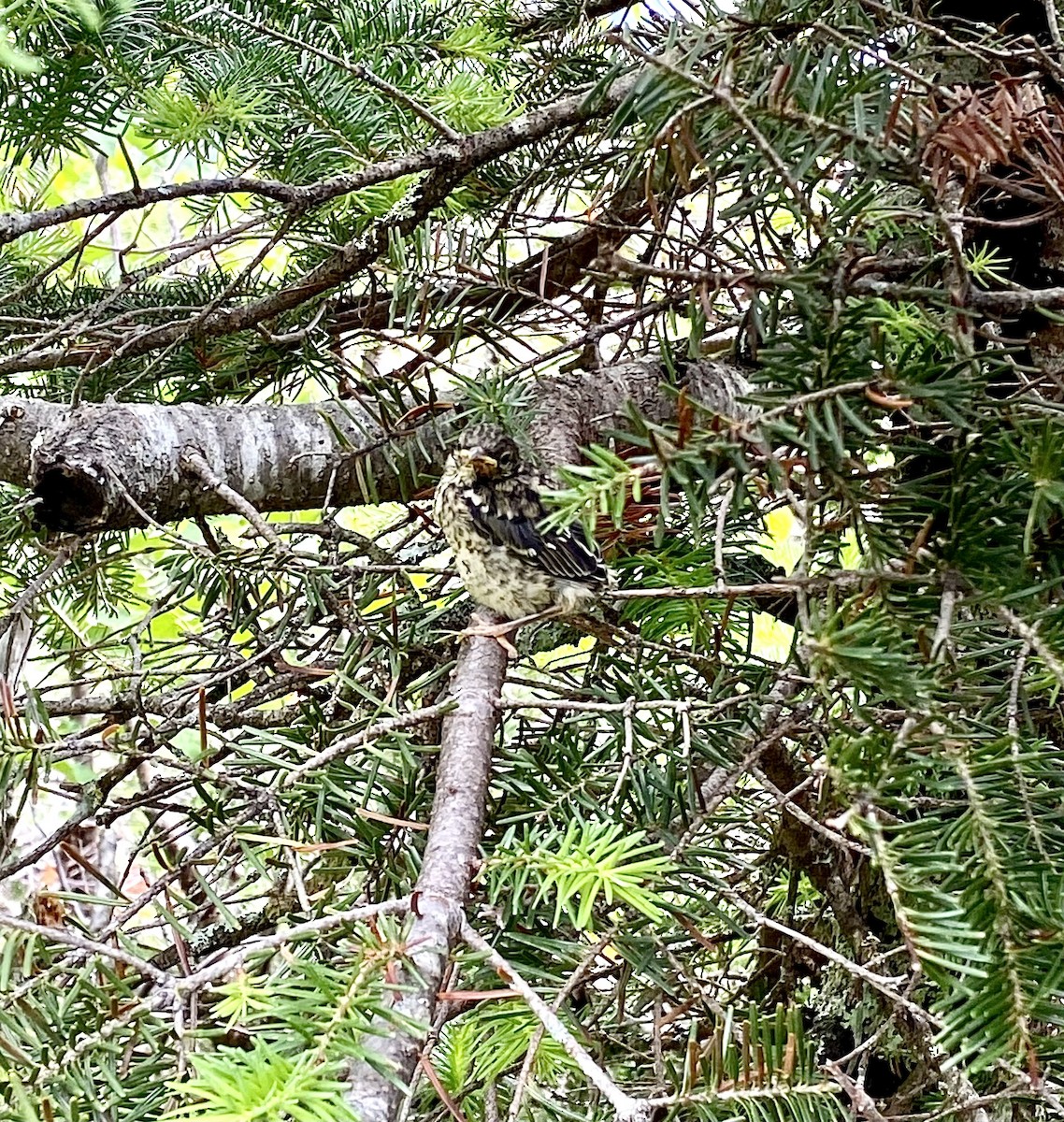 Blackpoll Warbler - Adrien C