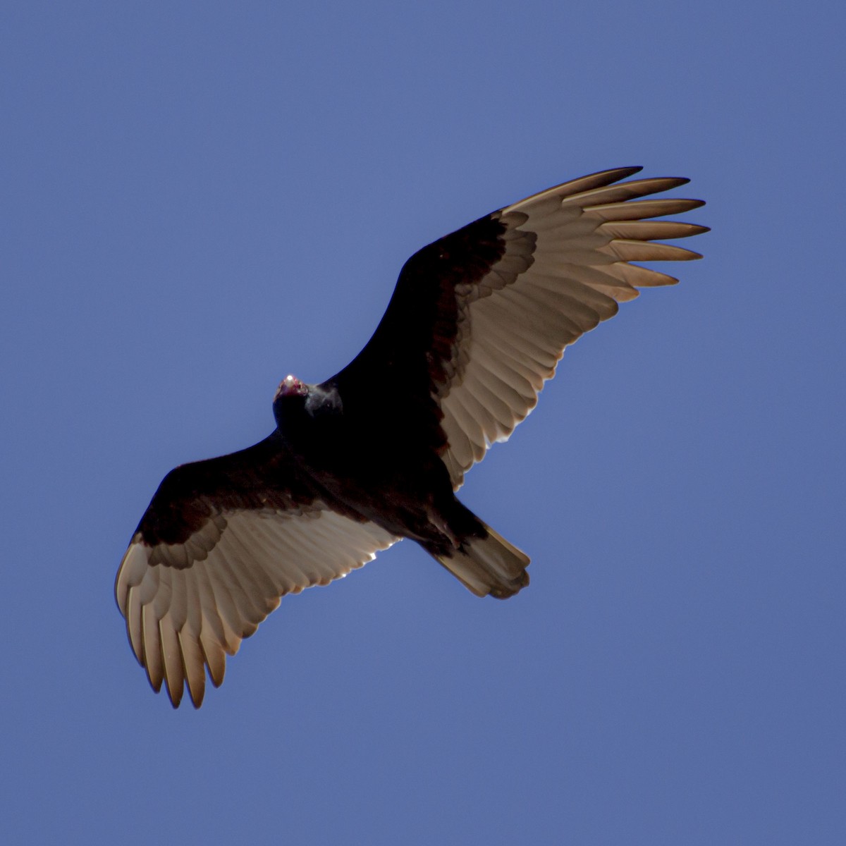 Turkey Vulture - ML614078440