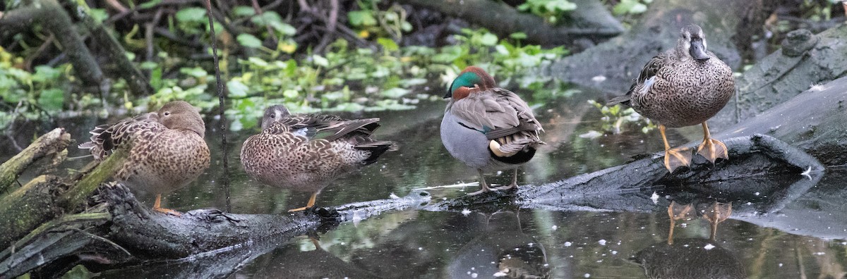 Blue-winged Teal - ML614078459