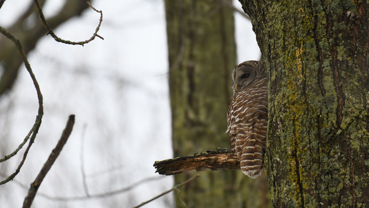 Barred Owl - ML614078466