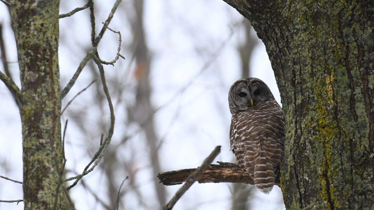 Barred Owl - ML614078467