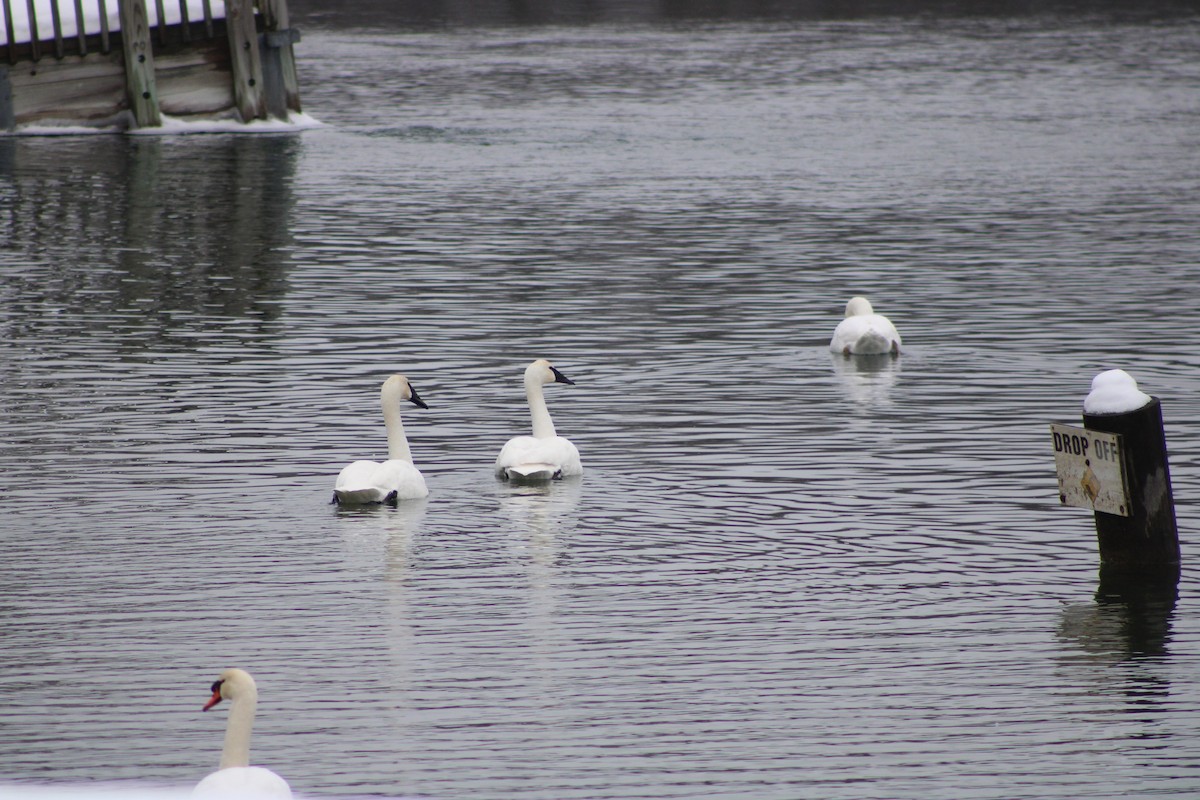 Trumpeter Swan - ML614078522