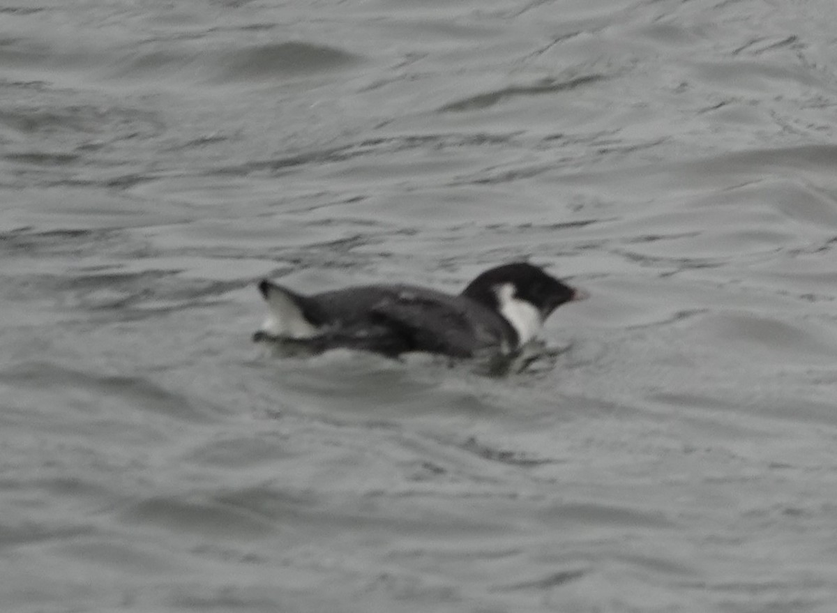 Guillemot à cou blanc - ML614078543