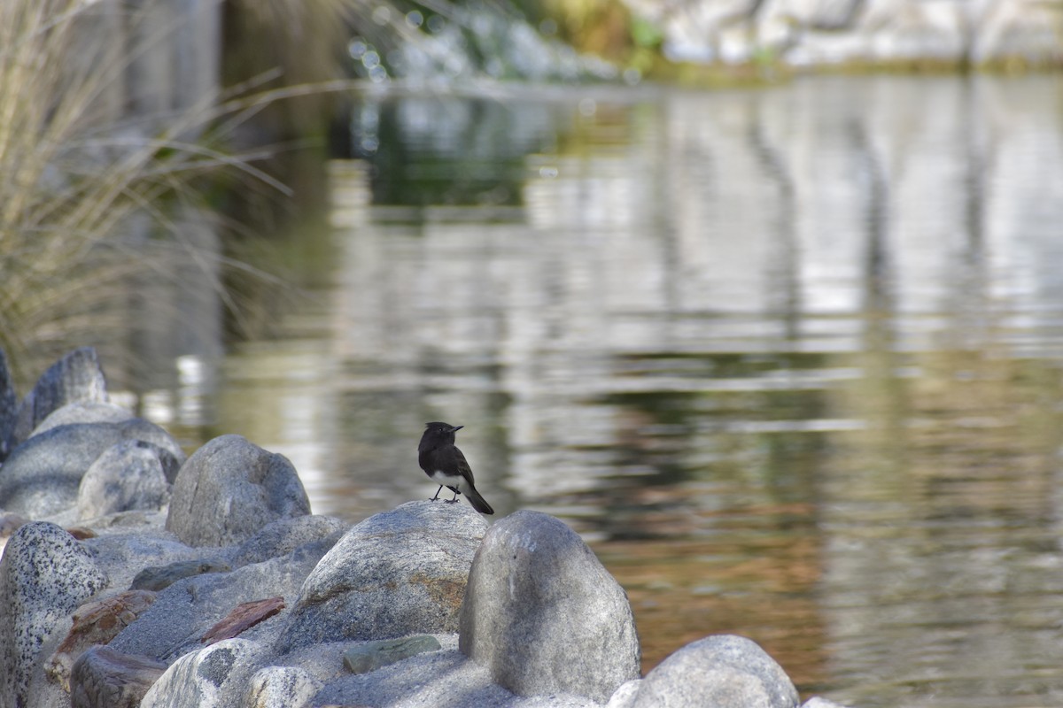 Black Phoebe - ML614078589