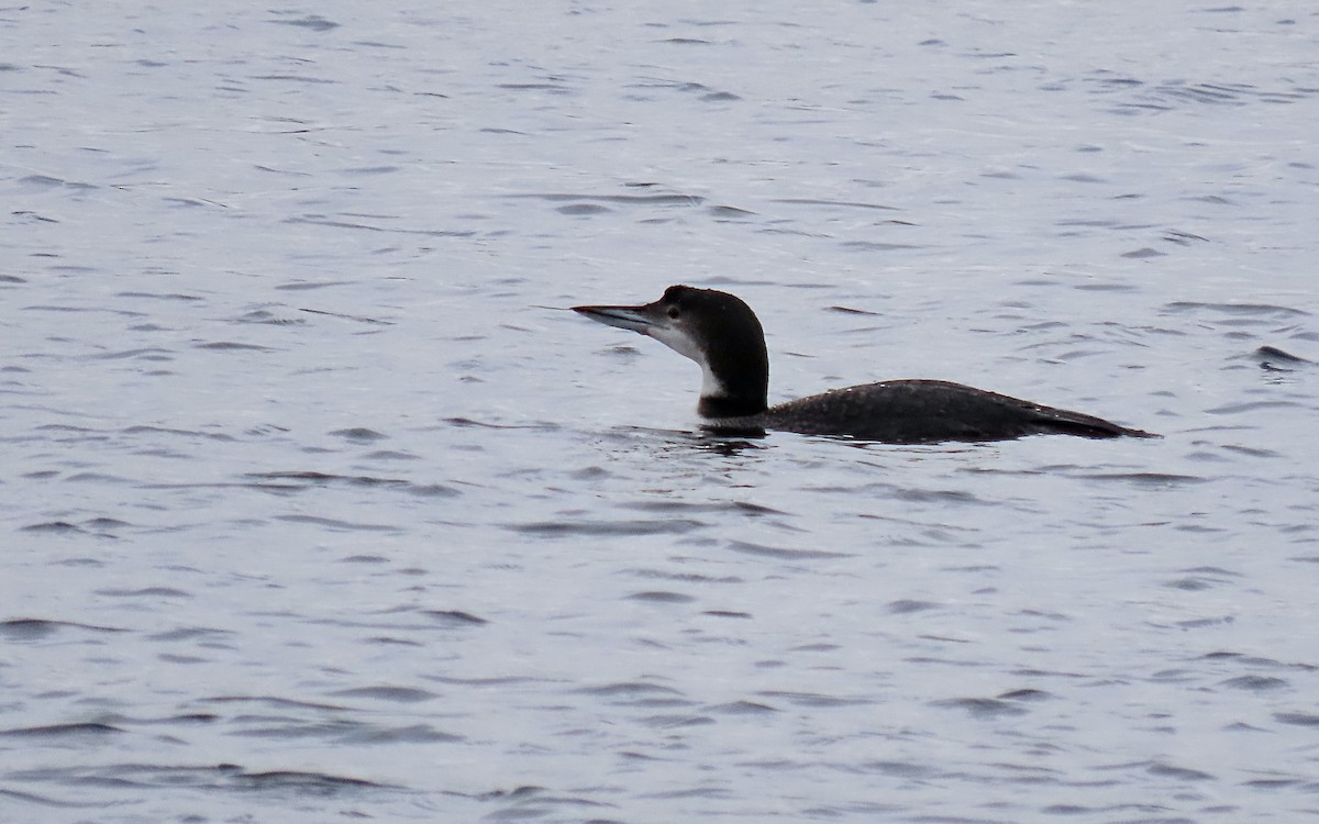 Common Loon - ML614078622