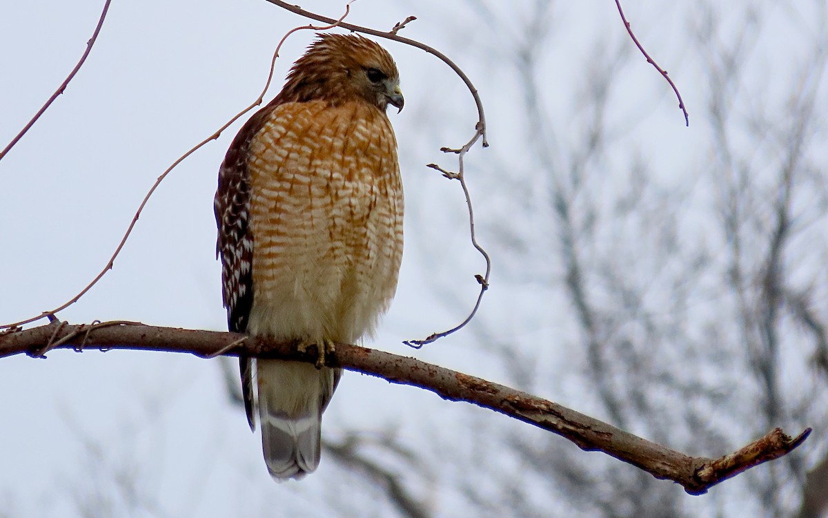 Red-shouldered Hawk - ML614078683