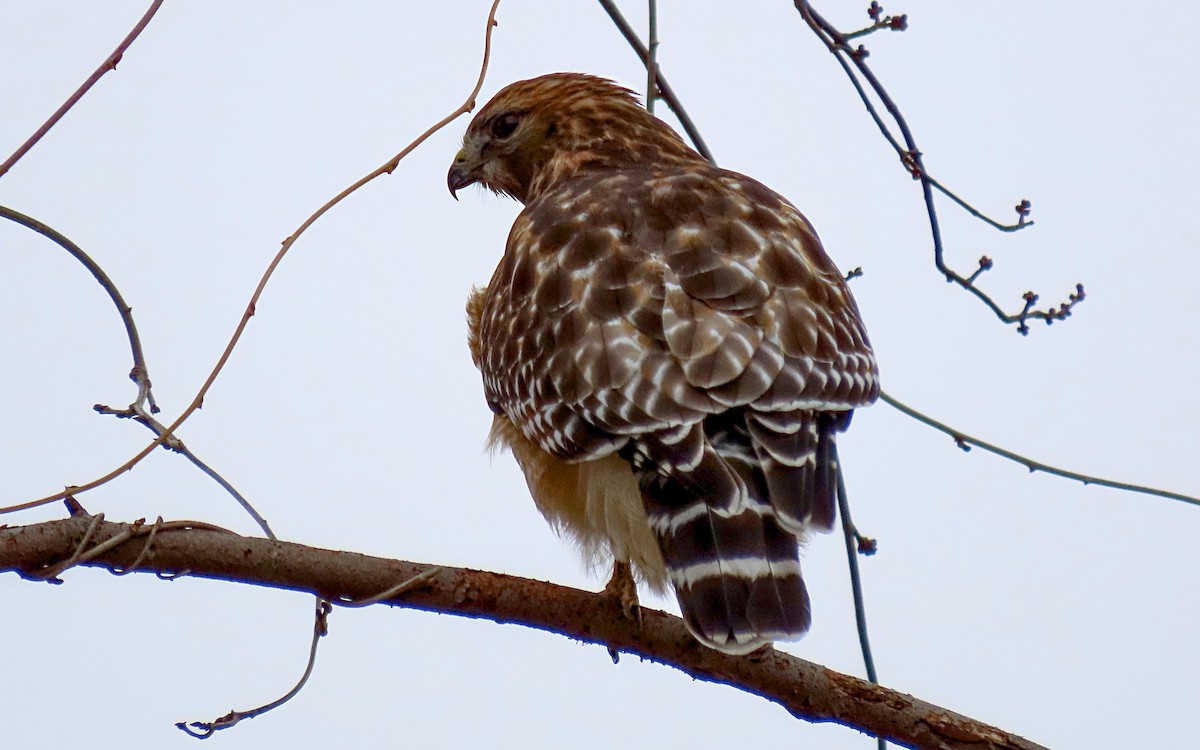 Red-shouldered Hawk - ML614078684