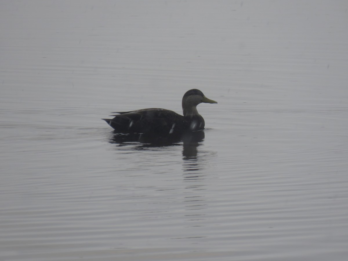 American Black Duck - ML614078688