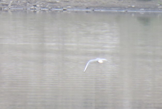Bonaparte's Gull - Christoph Neger