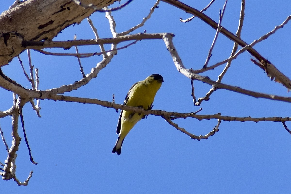 Lesser Goldfinch - ML614078769