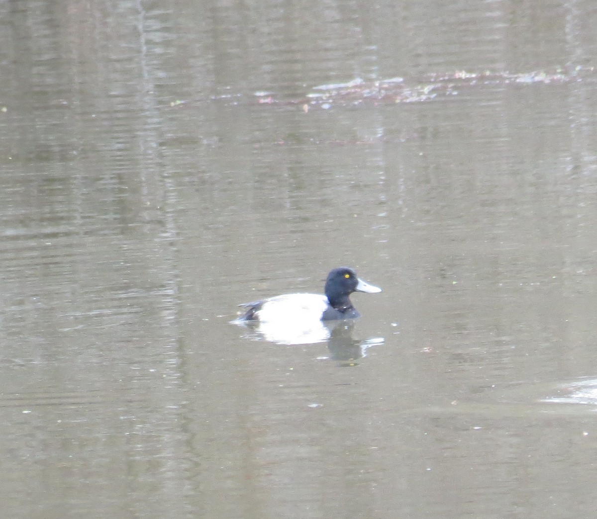 Greater Scaup - ML614078770