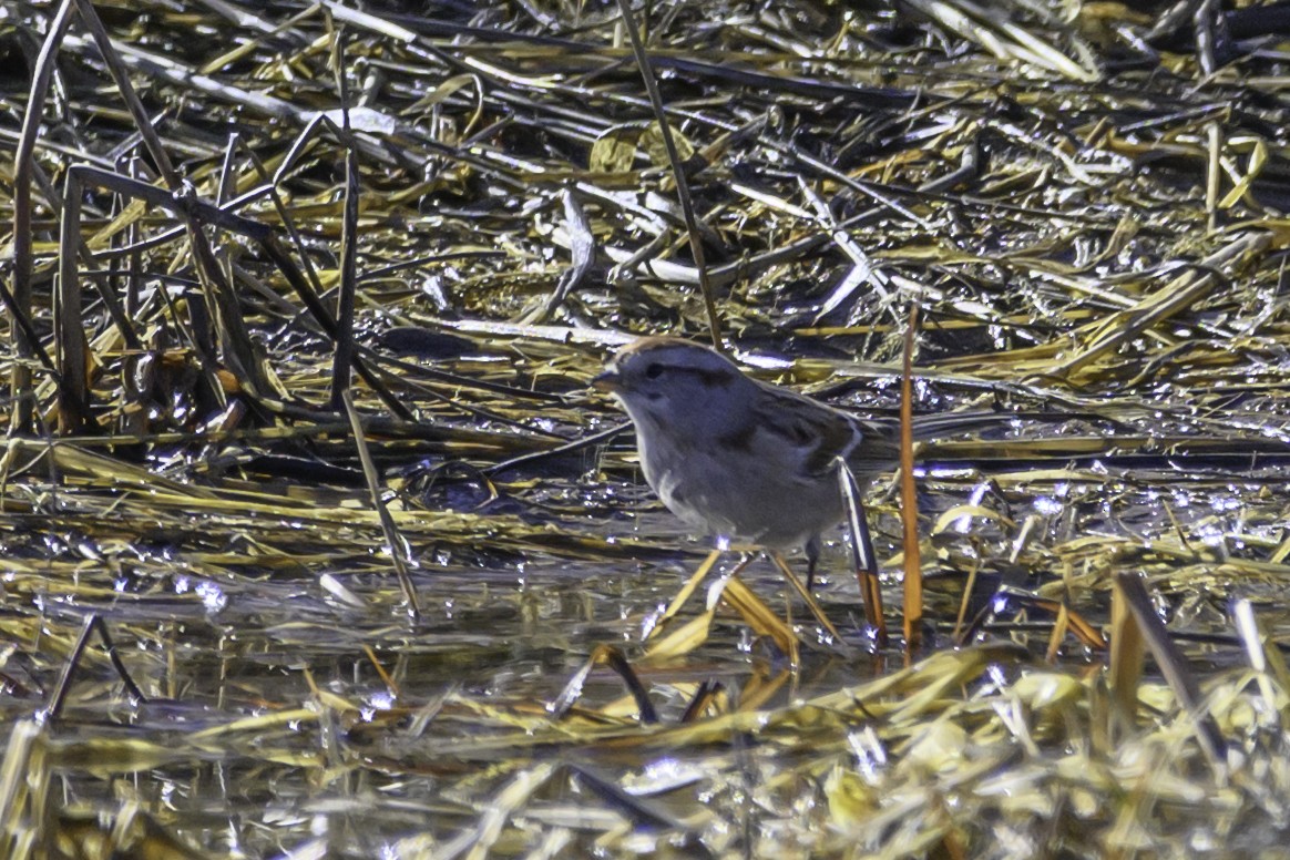 American Tree Sparrow - ML614078795